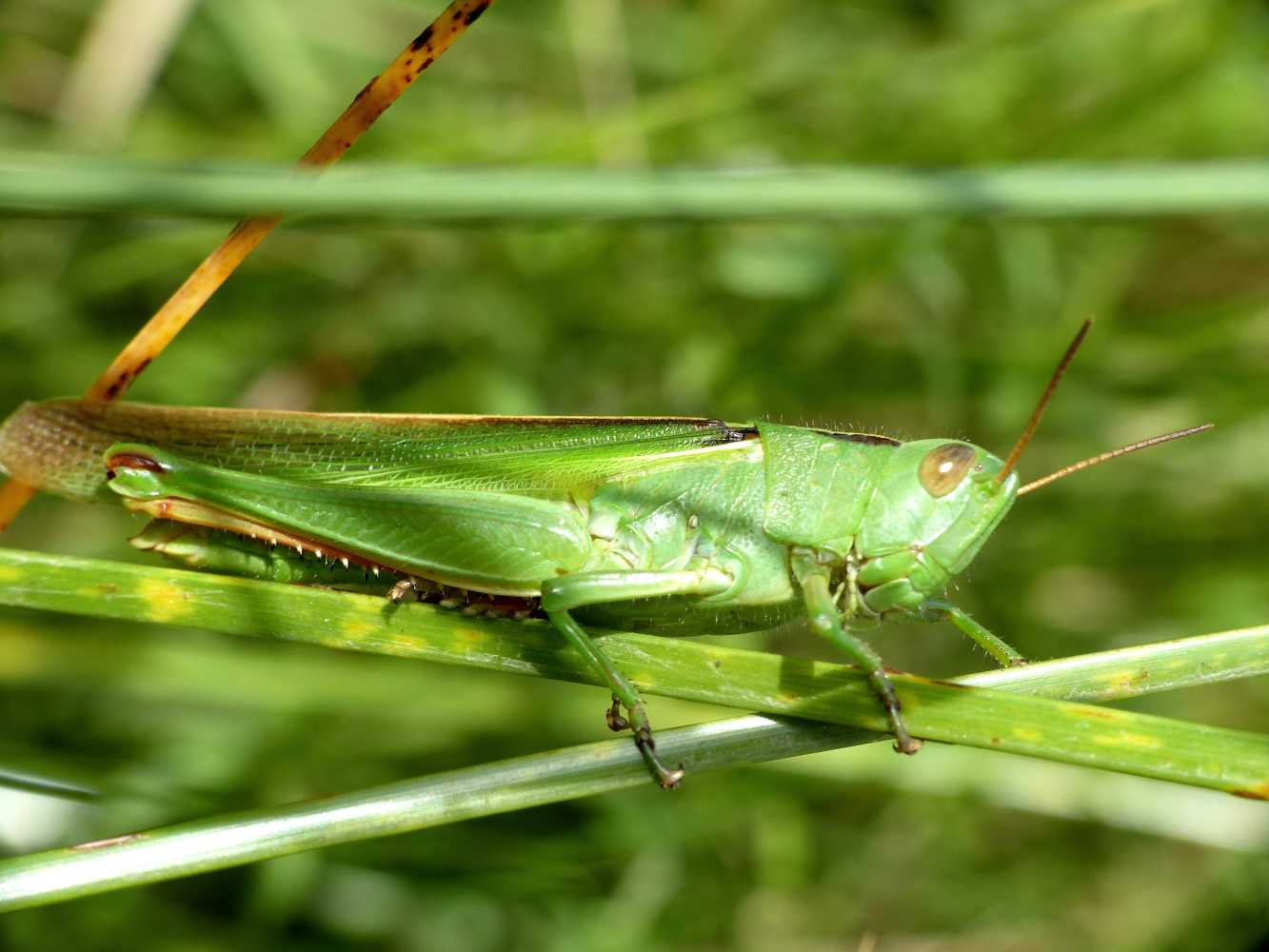 Acridiidae verde delle aree umide.